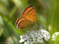 Dukatenfalter (Lycaena virgaureae), Männchen - SE (Hallands län)
