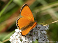 Dukatenfalter (Lycaena virgaureae), Männchen - SE (Hallands län)