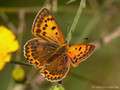 Dukatenfalter (Lycaena virgaureae), Weibchen - SE (Hallands län)