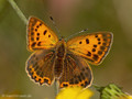 Dukatenfalter (Lycaena virgaureae), Weibchen - SE (Hallands län)