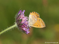Dukatenfalter (Lycaena virgaureae), Weibchen - SE (Hallands län)