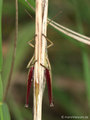 Große Goldschrecke (Chrysochraon dispar), Weibchen - DE (NI)