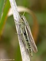 Sumpfschrecke (Stethophyma grossum), Weibchen - DE (HH)