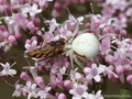 Veränderliche Krabbenspinne (Misumena vatia), Weibchen mit erbeuteter Schwebfliege (Syrphidae) - CH (Obwalden)
