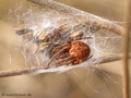 Körbchenspinne (Agalenatea redii), Weibchen - DE (HH)