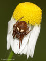 Körbchenspinne (Agalenatea redii), Weibchen - DE (SH)