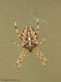 Gartenkreuzspinne, Gemeine Kreuzspinne (Araneus diadematus), Weibchen - DE (HH)