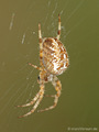 Gartenkreuzspinne, Gemeine Kreuzspinne (Araneus diadematus), Weibchen - DE (HH)