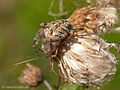 Gartenkreuzspinne, Gemeine Kreuzspinne (Araneus diadematus), Weibchen - DE (HH)