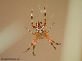 Gartenkreuzspinne, Gemeine Kreuzspinne (Araneus diadematus), Weibchen - DE (NI)