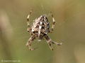 Gartenkreuzspinne, Gemeine Kreuzspinne (Araneus diadematus), Weibchen - DE (MV)