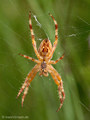 Gartenkreuzspinne, Gemeine Kreuzspinne (Araneus diadematus), Weibchen - DE (HH)