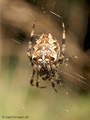 Gartenkreuzspinne, Gemeine Kreuzspinne (Araneus diadematus), Weibchen - DE (MV)