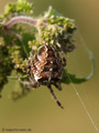 Gartenkreuzspinne, Gemeine Kreuzspinne (Araneus diadematus), Weibchen - DE (MV)