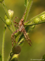 Gartenkreuzspinne, Gemeine Kreuzspinne (Araneus diadematus), Männchen - FR (Korsika, Balagne)