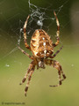 Gartenkreuzspinne, Gemeine Kreuzspinne (Araneus diadematus), Weibchen - DE (MV)