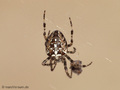 Gartenkreuzspinne, Gemeine Kreuzspinne (Araneus diadematus), Weibchen - DE (NI)
