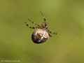 Gartenkreuzspinne, Gemeine Kreuzspinne (Araneus diadematus), Weibchen - DE (MV)