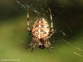 Gartenkreuzspinne, Gemeine Kreuzspinne (Araneus diadematus), Weibchen - DE (MV)
