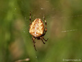 Gartenkreuzspinne, Gemeine Kreuzspinne (Araneus diadematus), Weibchen - DE (HH)