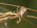 Gartenkreuzspinne, Gemeine Kreuzspinne (Araneus diadematus), Weibchen - DE (MV)