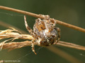 Gartenkreuzspinne, Gemeine Kreuzspinne (Araneus diadematus), Weibchen - DE (MV)