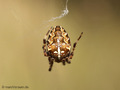 Gartenkreuzspinne, Gemeine Kreuzspinne (Araneus diadematus), Weibchen - DE (MV)