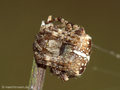 Gartenkreuzspinne, Gemeine Kreuzspinne (Araneus diadematus), Weibchen - DE (MV)