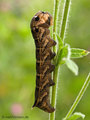Mittlerer Weinschwärmer (Deilephila elpenor), erwachsene Raupe - DE (HH)