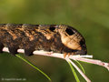Mittlerer Weinschwärmer (Deilephila elpenor), erwachsene Raupe - DE (HH)