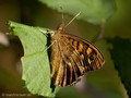 Waldbrettspiel (Pararge aegeria) - FR (Korsika, Balagne)