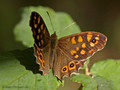 Waldbrettspiel (Pararge aegeria) - FR (Korsika, Balagne)