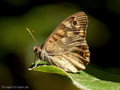 Waldbrettspiel (Pararge aegeria) - FR (Korsika, Balagne)