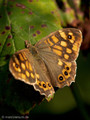 Waldbrettspiel (Pararge aegeria) - FR (Korsika, Balagne)