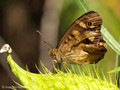 Waldbrettspiel (Pararge aegeria) - FR (Korsika, Balagne)