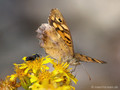Waldbrettspiel (Pararge aegeria) - FR (Korsika, Balagne)