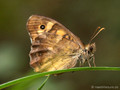 Waldbrettspiel (Pararge aegeria) - FR (Korsika, Balagne)