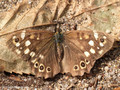 Waldbrettspiel (Pararge aegeria) - DE (SH)