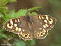 Waldbrettspiel (Pararge aegeria) - DE (MV)