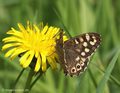 Waldbrettspiel (Pararge aegeria) - DE (HH)