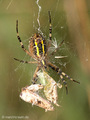 Wespenspinne (Argyope bruennichi), Weibchen Unterseite - DE (HH)