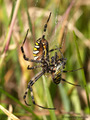 Wespenspinne (Argyope bruennichi), Weibchen beim Fressen einer Artgenossin - DE (HH)