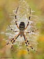 Wespenspinne (Argyope bruennichi), Weibchen - DE (HH)
