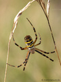 Wespenspinne (Argyope bruennichi), Weibchen - DE (MV)