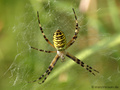 Wespenspinne (Argyope bruennichi), Weibchen - DE (HH)