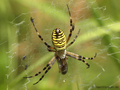 Wespenspinne (Argyope bruennichi), Weibchen - DE (HH)