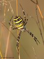 Wespenspinne (Argyope bruennichi), Weibchen - DE (NI)