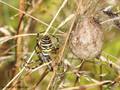 Wespenspinne (Argyope bruennichi), Weibchen mit Eikokon - DE (MV)