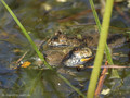 Rotbauchunke (Bombina bombina), zwei Männchen - Revierstreitigkeiten - DE (MV)