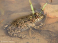 Rotbauchunke (Bombina bombina) - DE (MV)